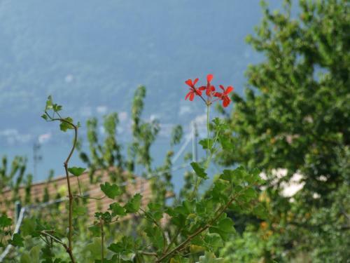 Apartamento Il Mulino