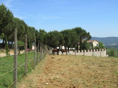 Agroturismo Agriturismo Borghetto Il Montino