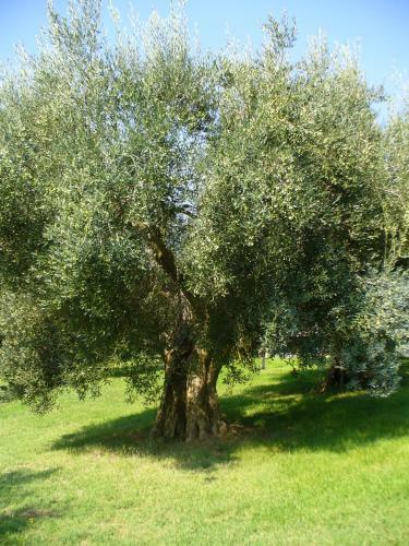 Agroturismo Poggio Verde
