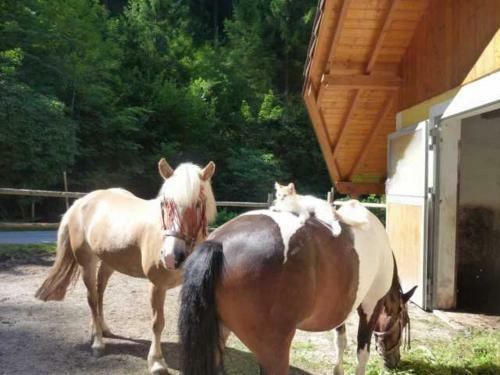 Apartamento G�stehaus Forstner