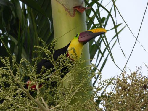Corcovado Beach Lodge