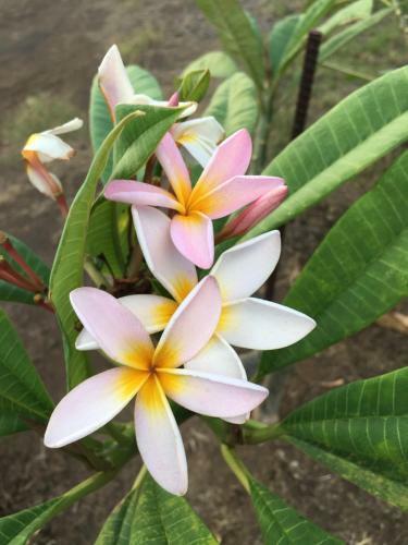 Poipu Bed And Breakfast Inn