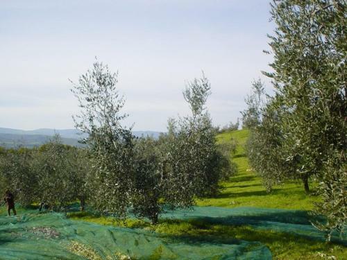 Castiglioncello Del Trinoro Villa Sleeps 8 Pool