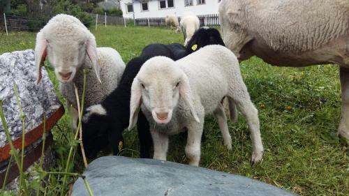 Agroturismo Hansenhof