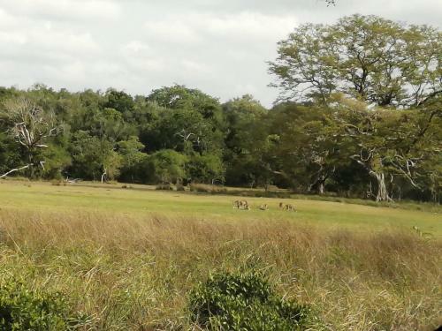 Bed & Breakfast Green Cottage