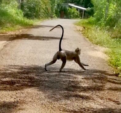 Bed & Breakfast Green Cottage