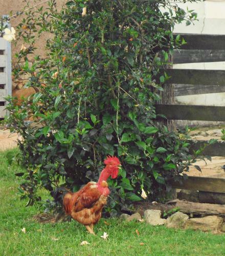 Agroturismo Fazenda Da Pedra