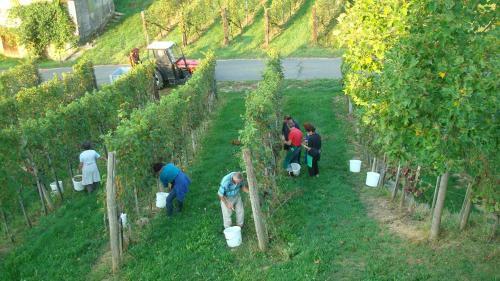 Weinbau Winzerzimmer Veronika Und Alfred Kl�ckl