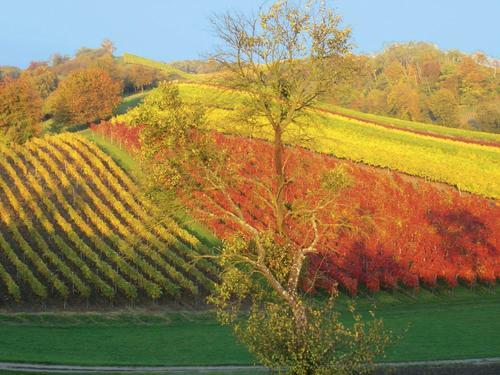 Hotel-gasthof Rotes Ro�