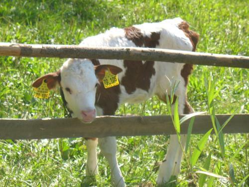 Apartamento Dischhansenhof