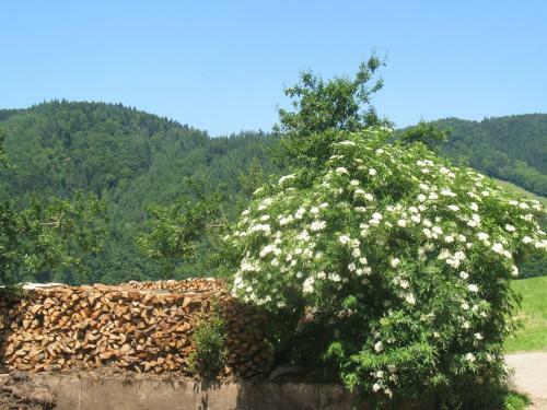 Apartamento Dischhansenhof