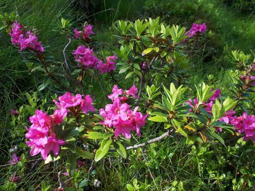Agroturismo Simonbauerhof