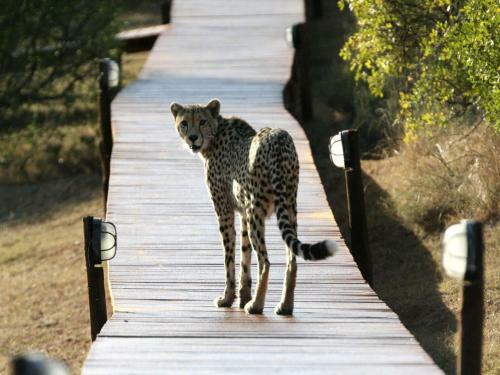 Bukela Game Lodge - Amakhala Game Reserve