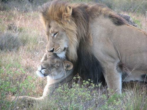 Bukela Game Lodge - Amakhala Game Reserve