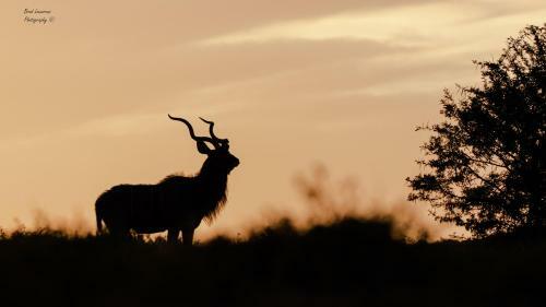 Woodbury Lodge ? Amakhala Game Reserve