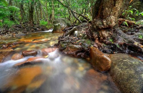 Daintree Cascades