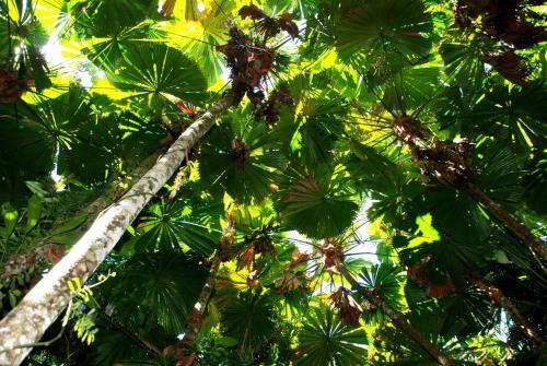 Daintree Cascades