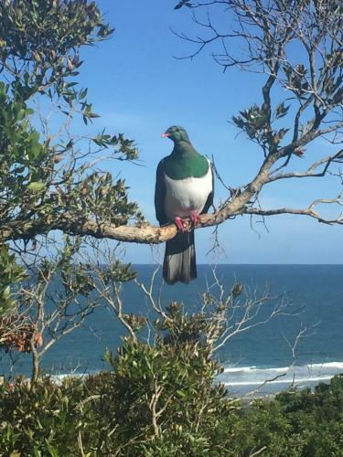 Nugget View Kaka Point Motels