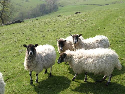 Stoop Farm B&B