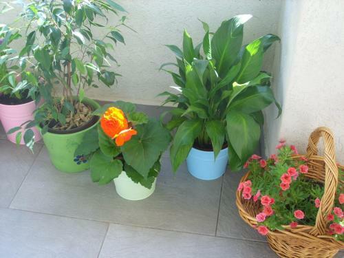 Apartments Dakovic
