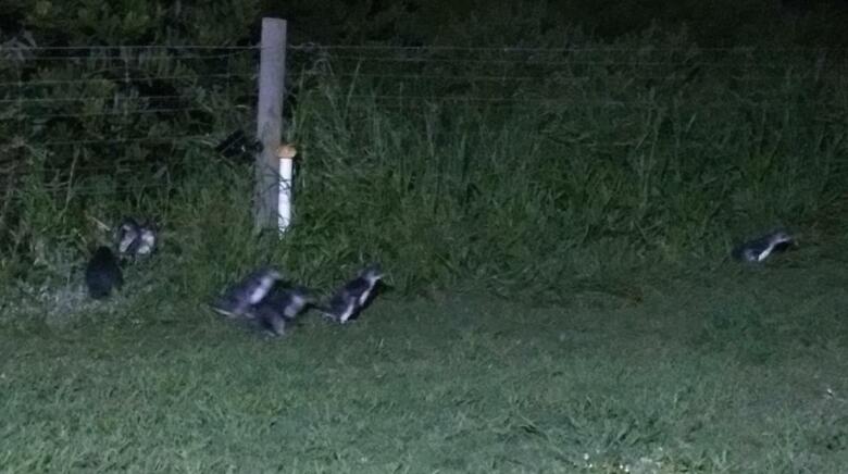 Hotel Diamond Island Resort