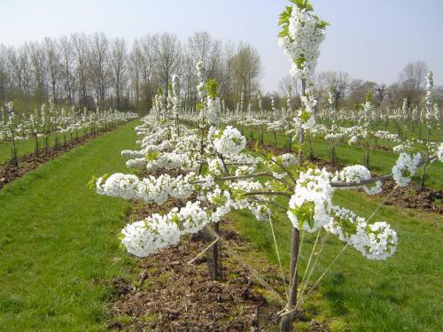 B&B Cherryfarm
