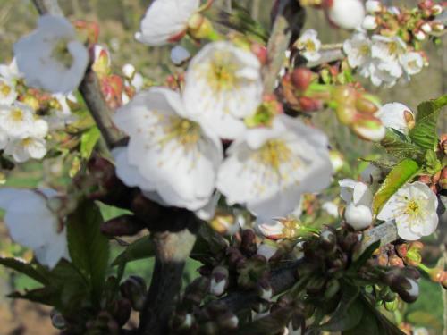 B&B Cherryfarm
