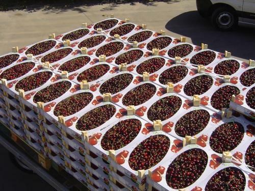B&B Cherryfarm