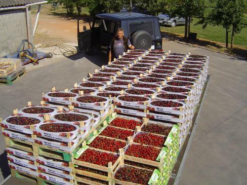 B&B Cherryfarm