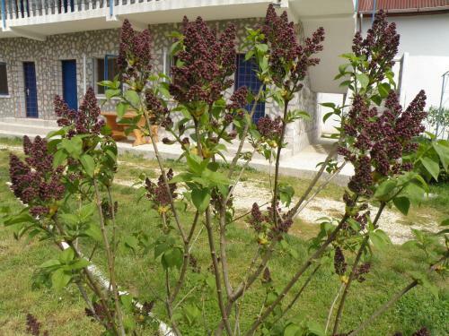 Hostal Tourist Paradis