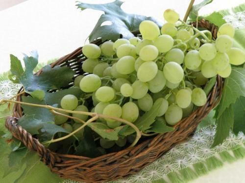 Apartment Pasman 14788c