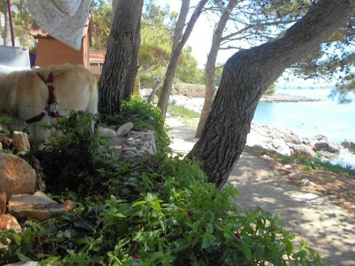 Apartments Dunja Hvar