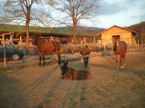 Agroturismo Kelemen Majors�g Panzi�