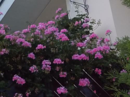 Bed & Breakfast �jjelibagoly Panzi�