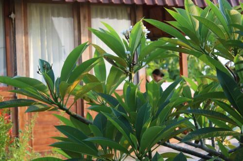 The Somayan Bungalows