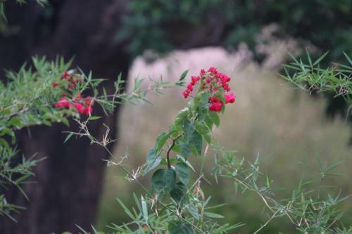 Jungal Resort Sarhi