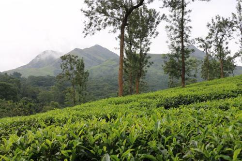Green Garden Lotus Villa