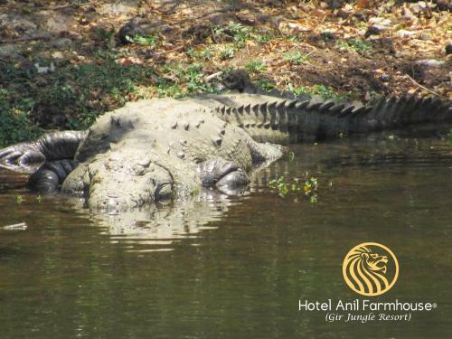 Hotel Anil Farmhouse Gir Jungle Resort