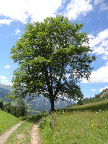 Apartamento Haus Neufeld