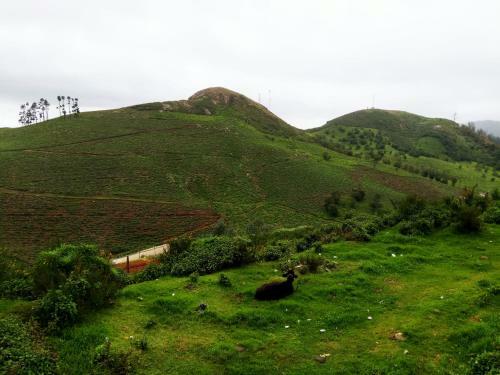 Hill View Dream Cottage