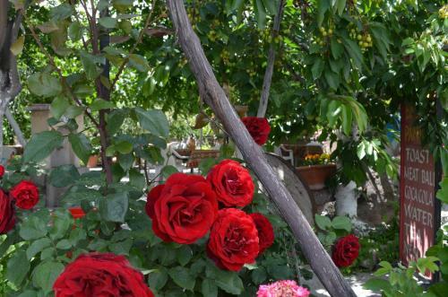 Hostal Erciyes Pension