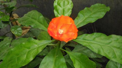 Apartamento Prakrutika