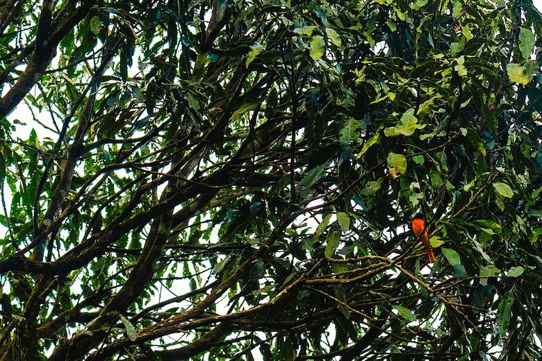 Hotel Wayanad Wild - Cgh Earth