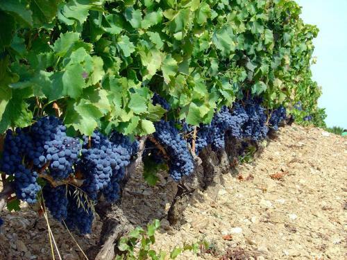 Apartamento Serranello Azienda Agricola