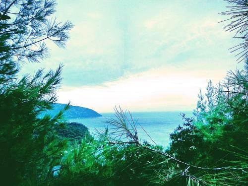 Olive Garden Kabak