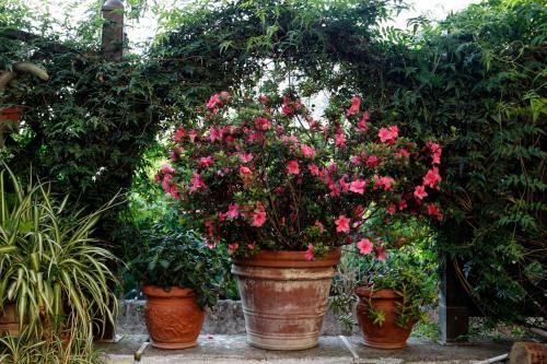 Bed & Breakfast Orchid Corner