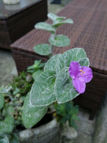 Posada Domo Grazia Deledda