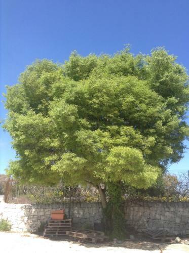 Apartamento Al Grande Albero Ospitalit� Sicula
