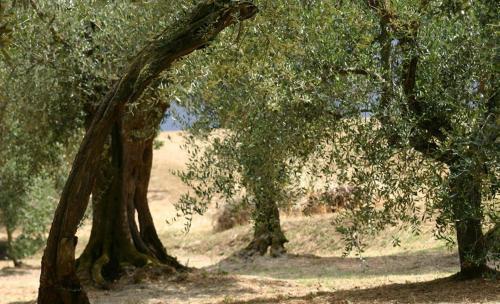 Strada Statale Flaminia Villa Sleeps 17 Pool Wifi