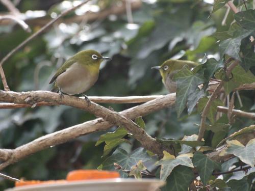 Hostal Hillside Inn Sirocco